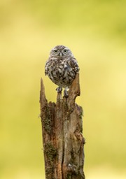 little owl