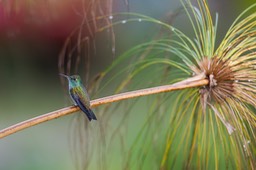 versicoloured emerald