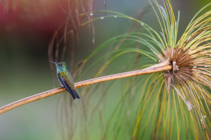 versicoloured emerald