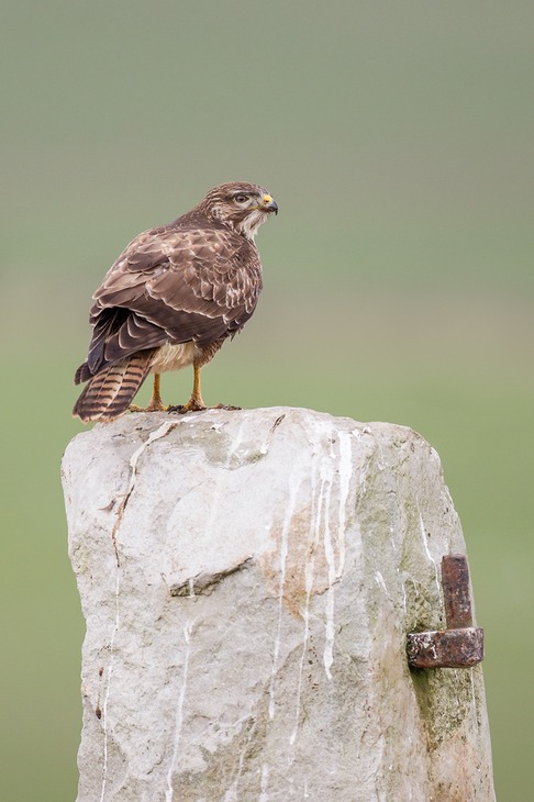 common buzzard