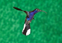 violet sabrewing