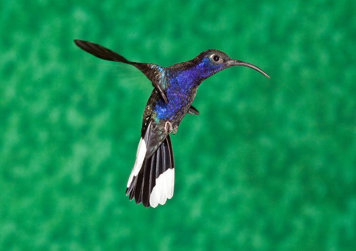 violet sabrewing