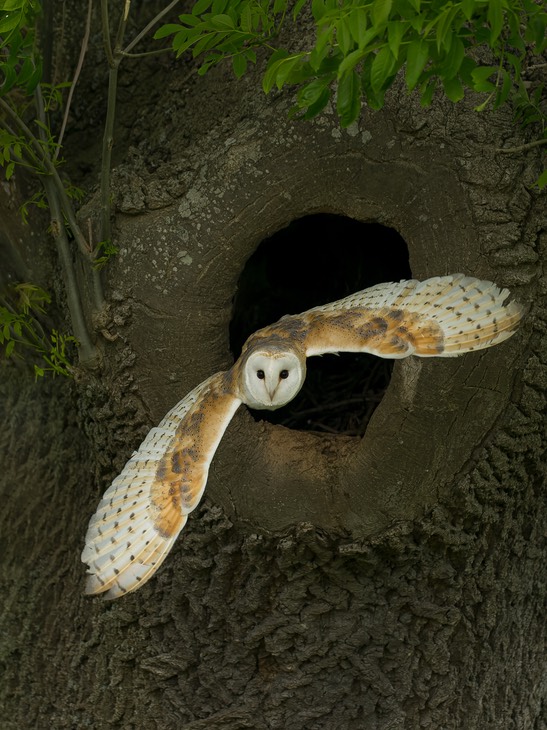 barn owl