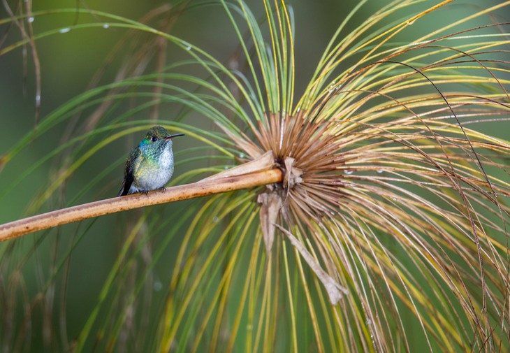 versicoloured emerald