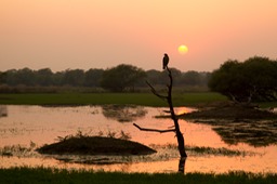 crested serpent eagle