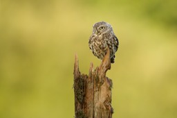 little owl