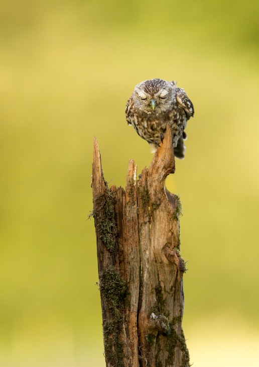 little owl