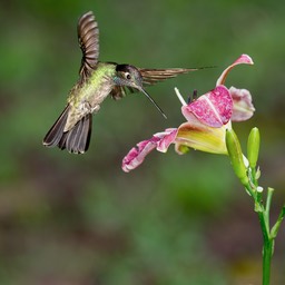 magnificent hummingbird