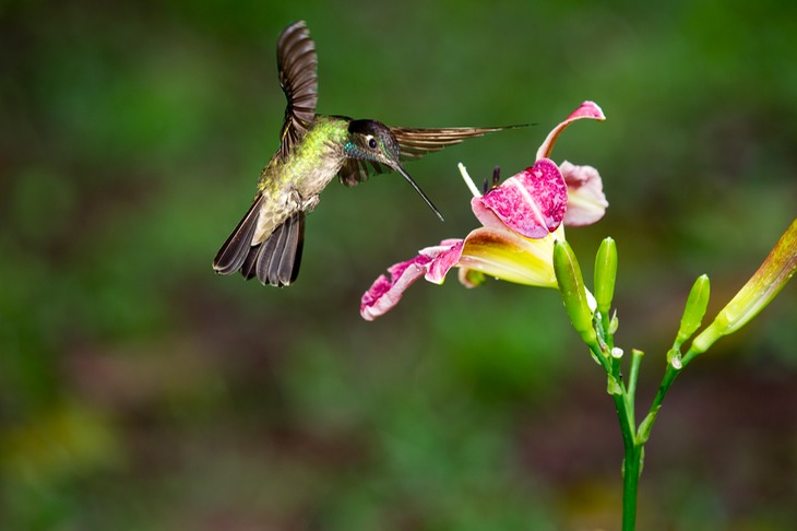 magnificent hummingbird