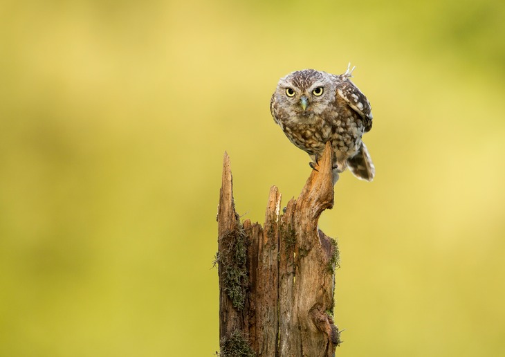 little owl