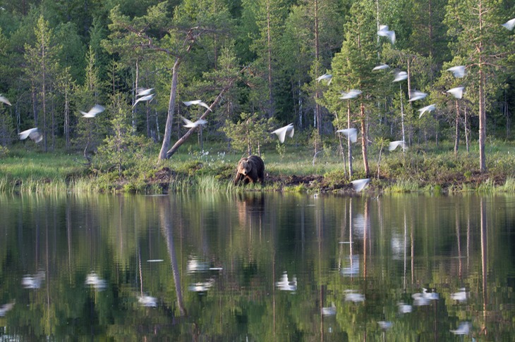 brown bear