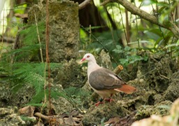 pink pigeon