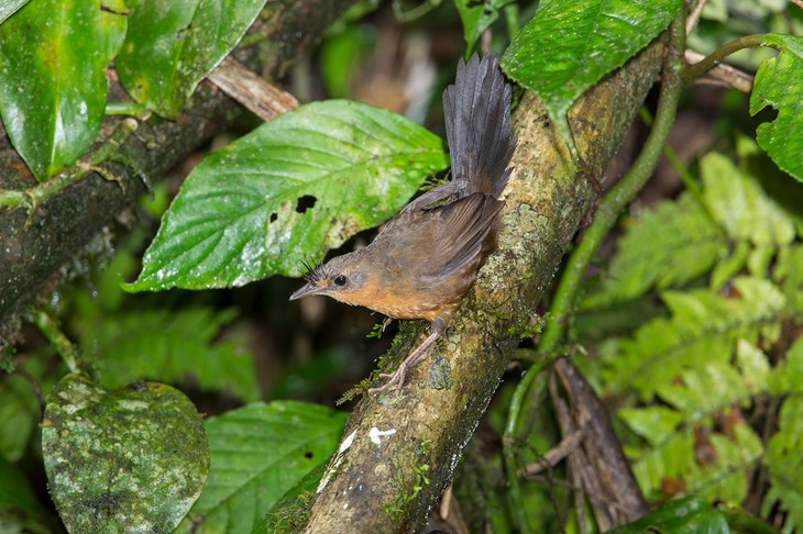 slaty bristlefront