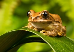 marbled tree frog