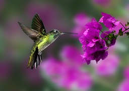 magnificent hummingbird