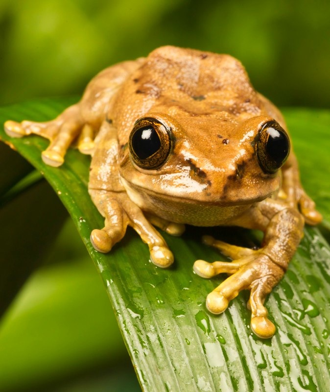 marbled tree frog