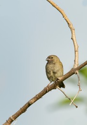 lesser antillean bullfinch