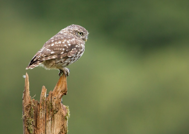 little owl