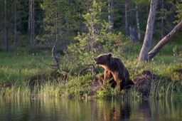 brown bear