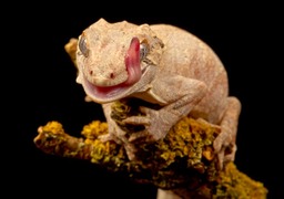 gargoyle gecko