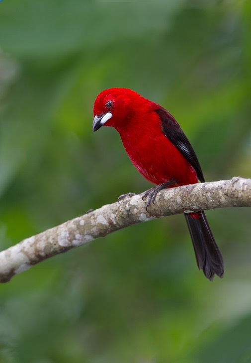 brazilian tanager