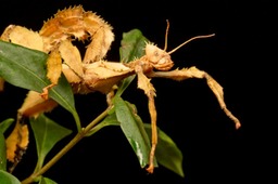 giant prickly stick insect