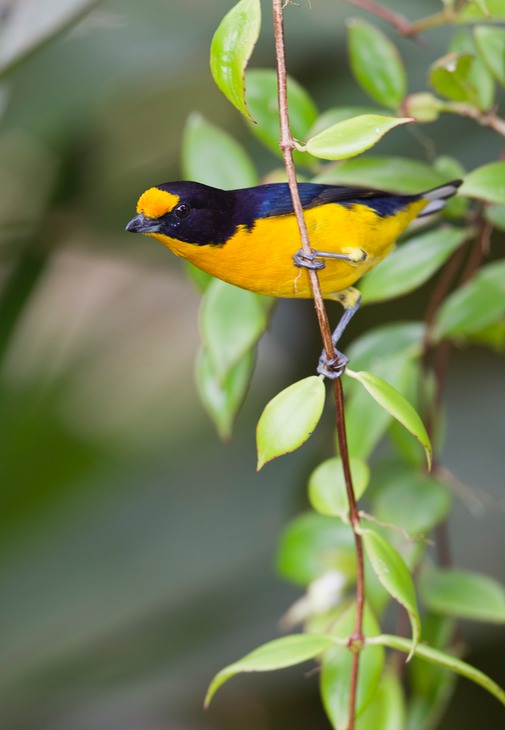 violaceous euphonia