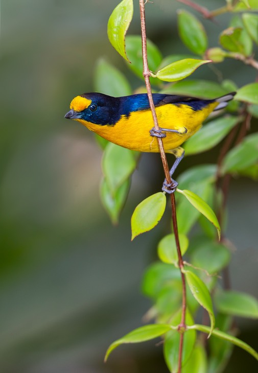 violaceous euphonia