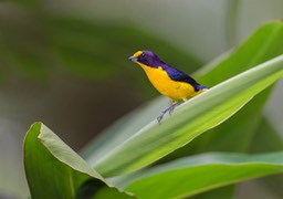 violaceous euphonia