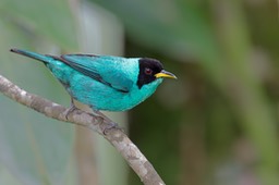 green honeycreeper