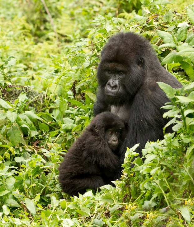 mountain gorilla