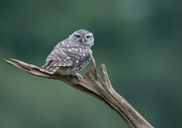 little owl