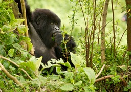 mountain gorilla