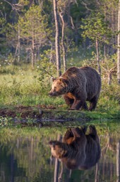 brown bear