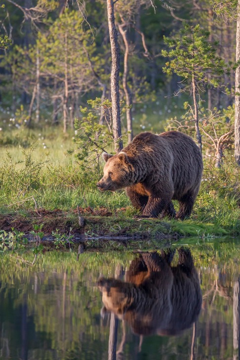 brown bear