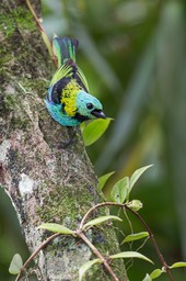 green headed tanager