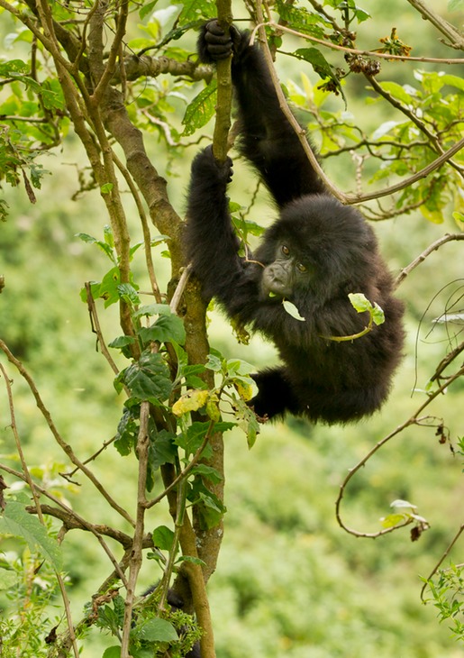 mountain gorilla