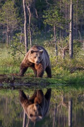 brown bear