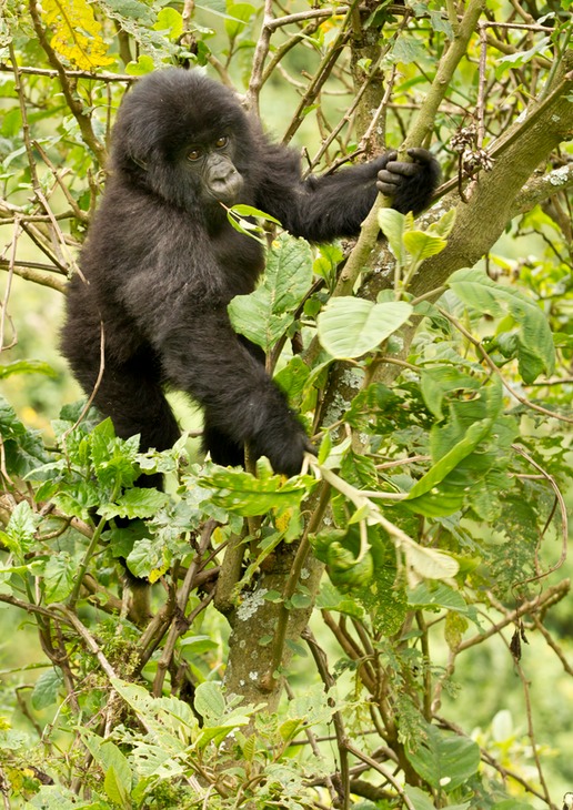 mountain gorilla