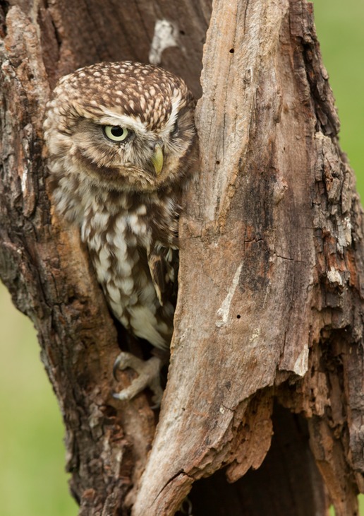 little owl