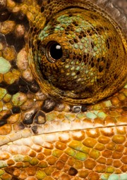 yemen veiled chameleon