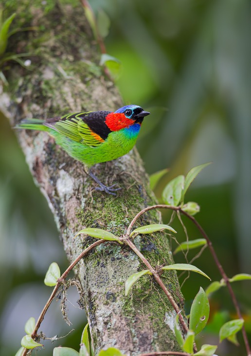 red necked tanager