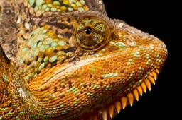 yemen veiled chameleon