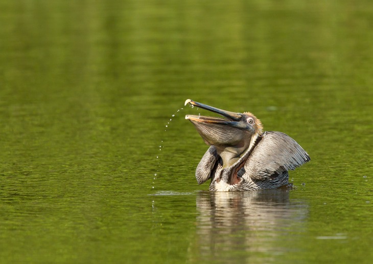 brown pelican