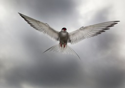 arctic tern