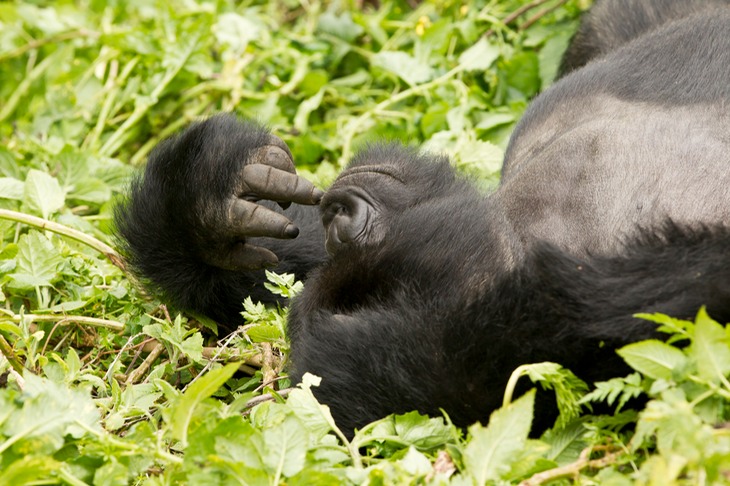 mountain gorilla