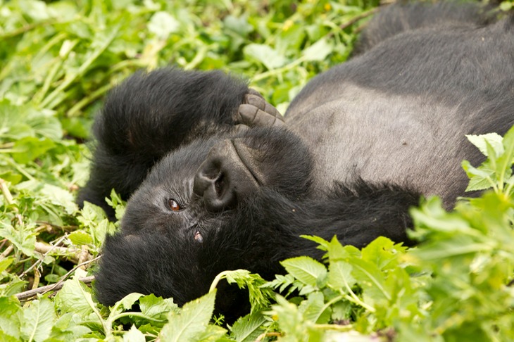 mountain gorilla