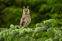 long eared owl