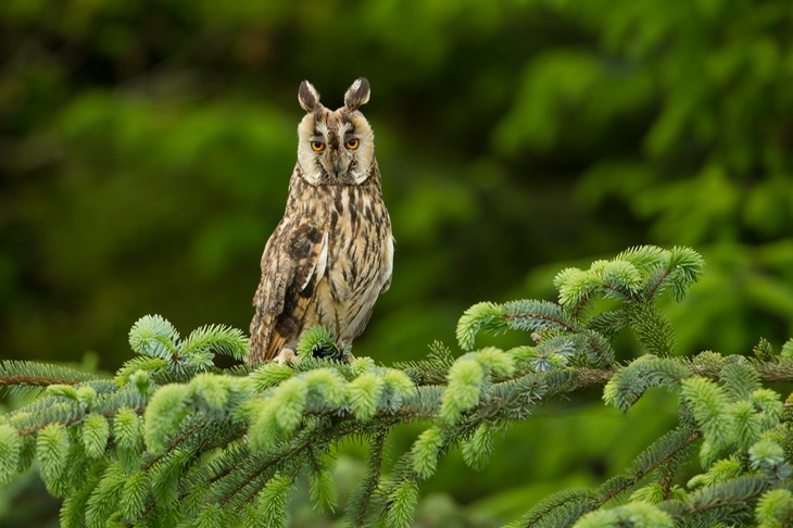 long eared owl