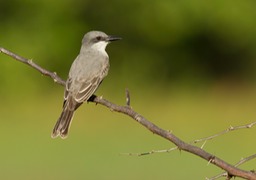 grey kingbird